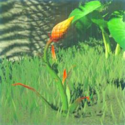 196 ツルギソウの画像