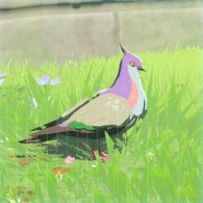 36 ナミバトの画像