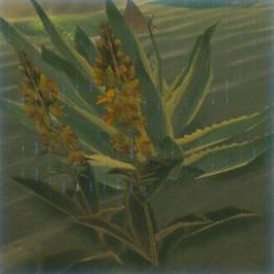 191 ビリビリハーブの画像
