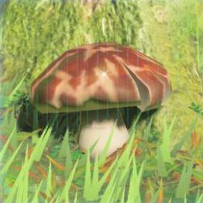 183 ツルギダケの画像