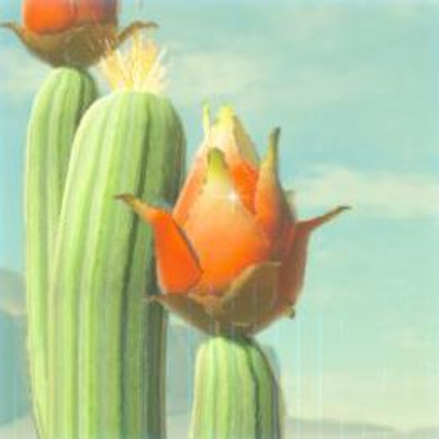 171 ビリビリフルーツの画像