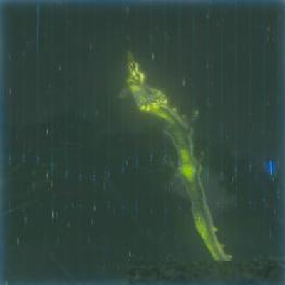 155 フロドラの画像