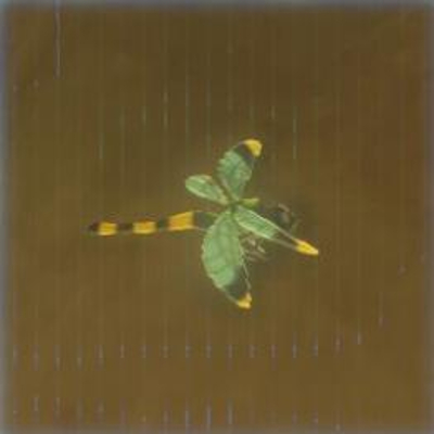 73 ビリビリヤンマの画像