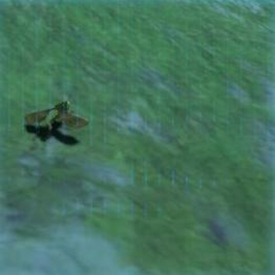 74 ガンバリバッタの画像