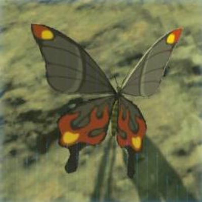 70 ヒケシアゲハの画像