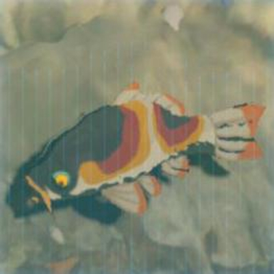 58 サンケゴイの画像