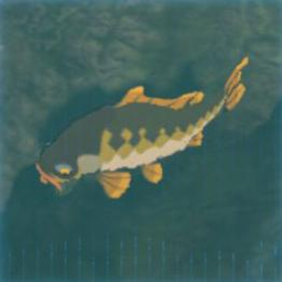 56 ツルギゴイの画像