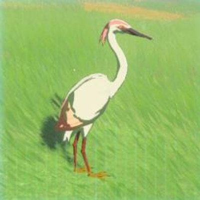 43 モモイロサギの画像
