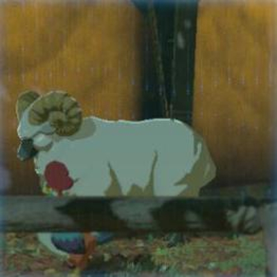 18 コウゲンヒツジの画像