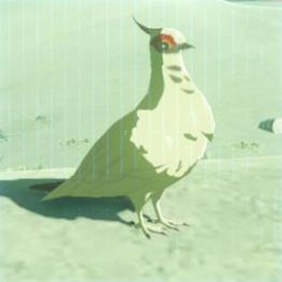 39 マシロバトの画像