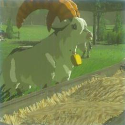 13 シロヤギの画像