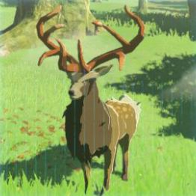 14 ヤマシカの画像