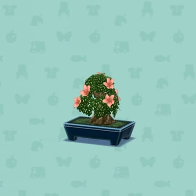 サツキのぼんさいの画像