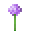アリウム