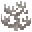 死んだミレポラサンゴ